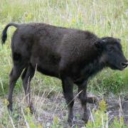 Bébé bison Riding Mountain national Park