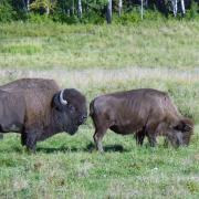 Parc National Elk Island