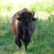 Parc National Elk Island