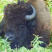 Parc National Elk Island