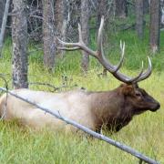 7/09: Big Buck, Banff National Park