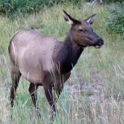 7/09: Blonde du Buck, Banff National Park