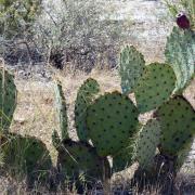 23/09: Figue de Barbarie, Montezuma Well