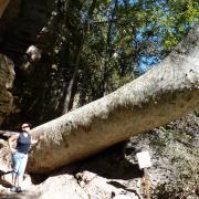 23/09: Arbre sycamore de plus de 500 ans, Montezuma Well