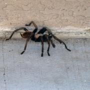 23/09: Tarantule près des WC!! Montezuma Well