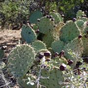 Prickley Pear et ses fruits