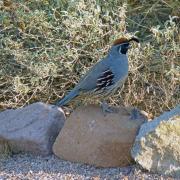 26/09: Colin de Gambel/Gambel's quail