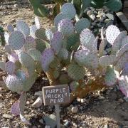 Lake Havasu State Park: Jardin du désert