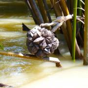 Mekong Delta: Coconut d'eau/Water coconut