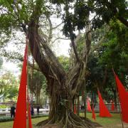 Hanoi: Temple de/Temple of Confucius