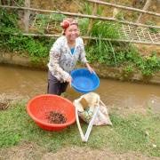 Mai Chau: Cueillette d'escargots/Looking for snails