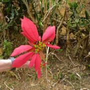 Mai Chau: Poinsettia!