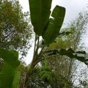 Mai Chau: Bananier/Banana tree