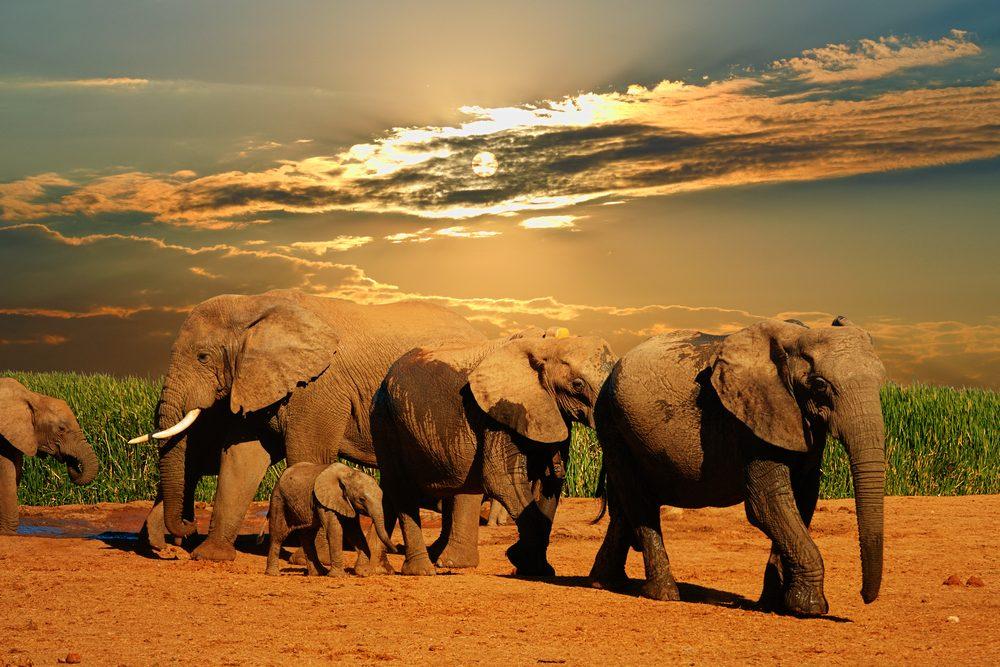 Addo elephant national park1