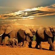 Addo elephant national park1