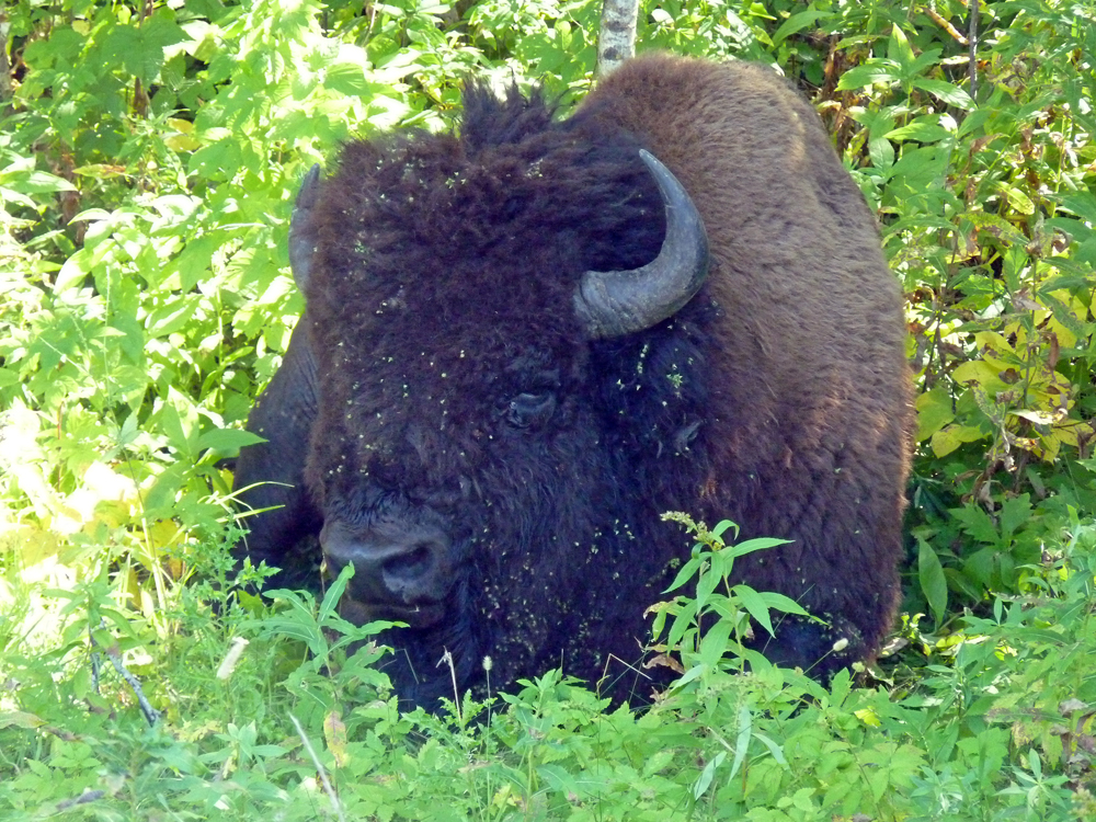 Parc national elk island alberta 08 2017