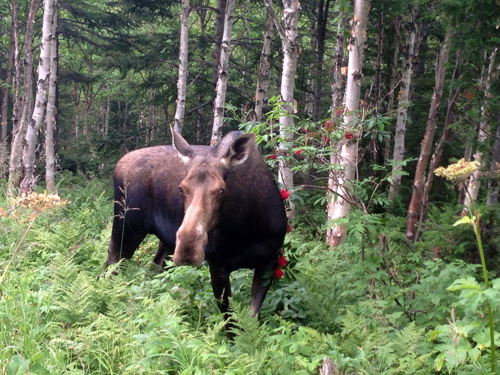 Parc national gaspesie 08 2016