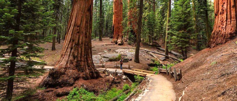Sequoia