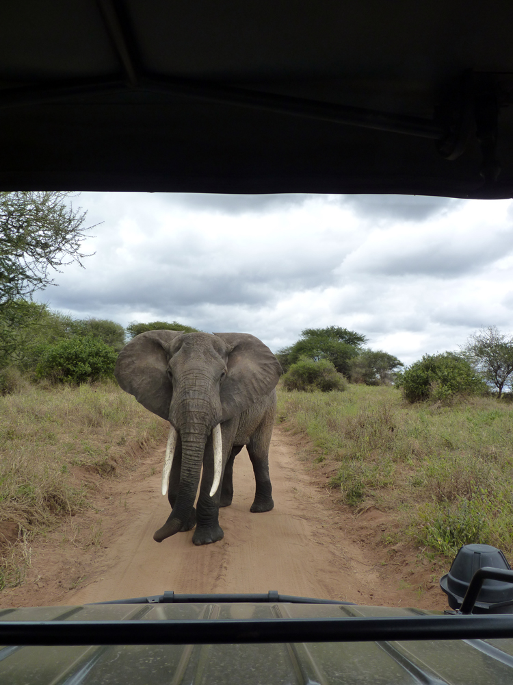 Tarangire tanzanie 06 2010