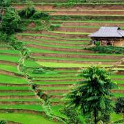 Vietnam rice field 4x3